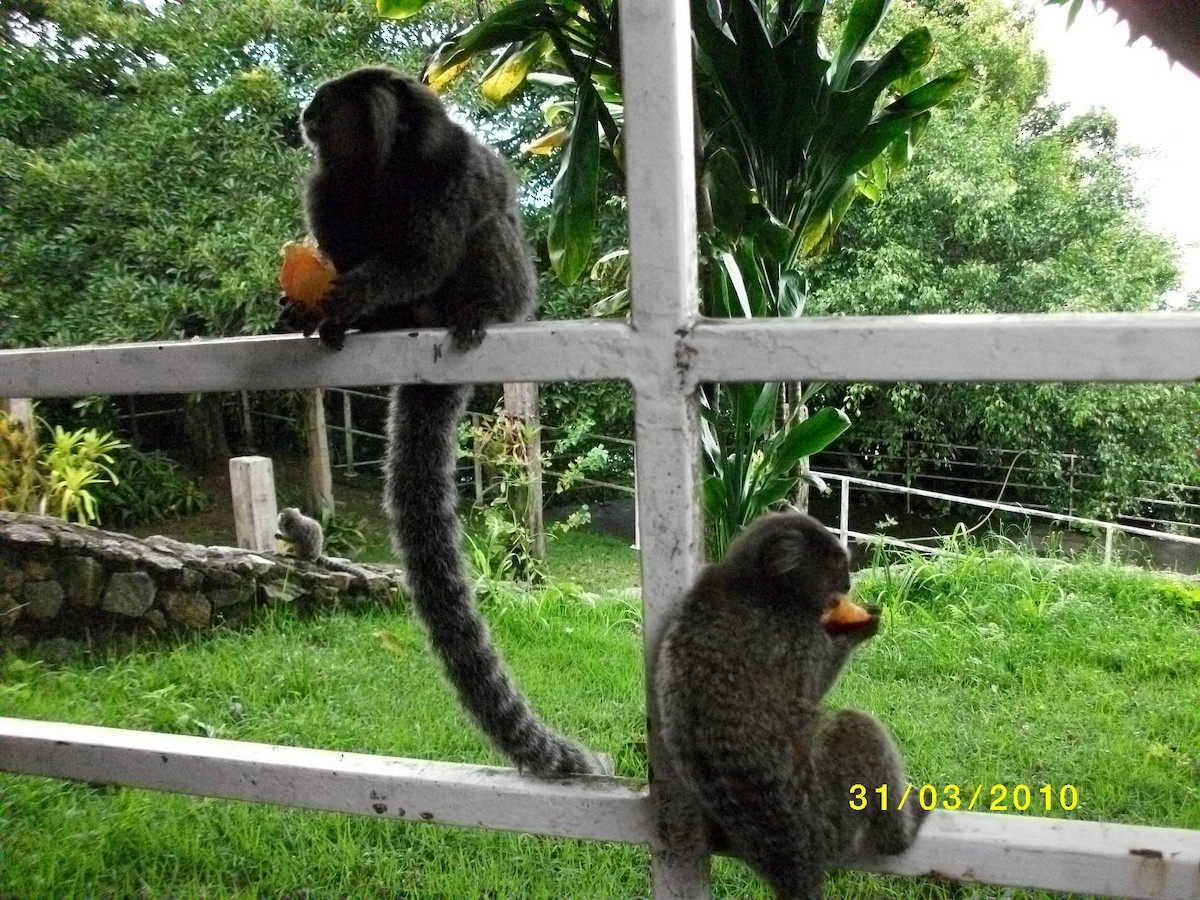 Mammals - ML646910741