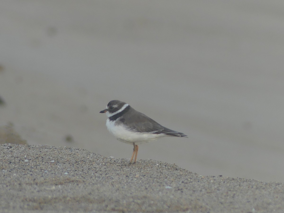 Semipalmated Plover - ML646910742