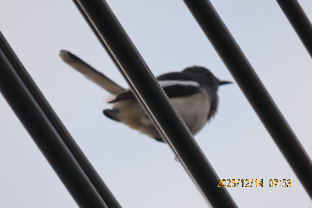 Oriental Magpie-Robin - ML646910750