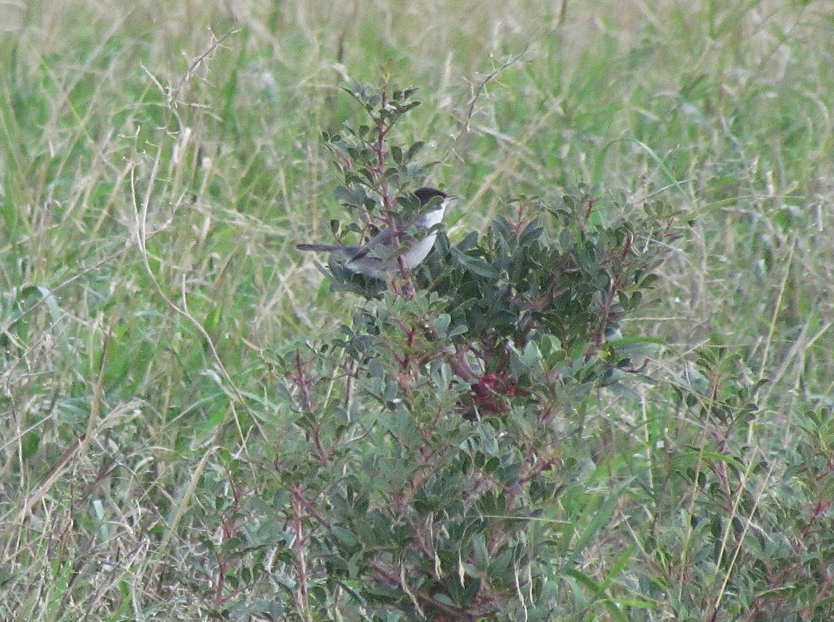 Eurasian Blackcap - ML646910753