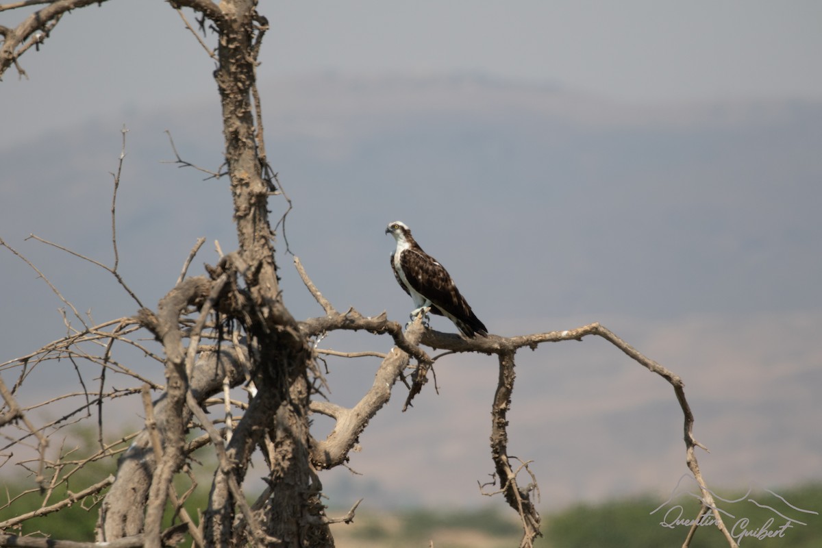 Osprey - ML646910754