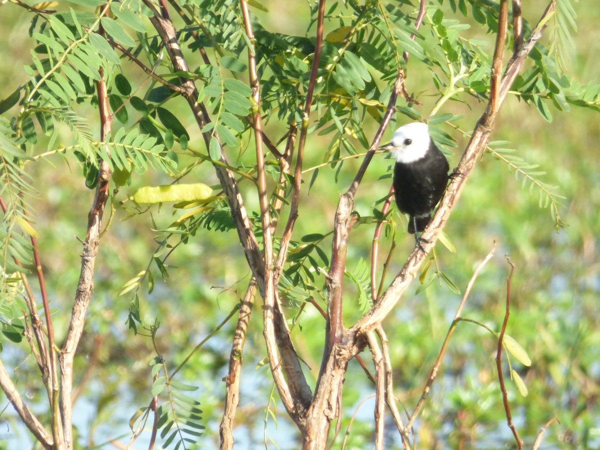 White-headed Marsh Tyrant - ML646910756