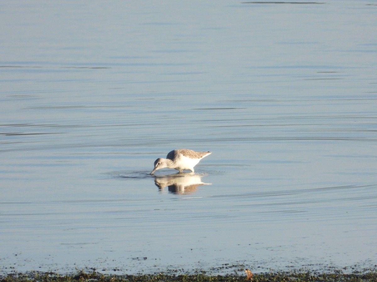 Common Greenshank - ML646910758