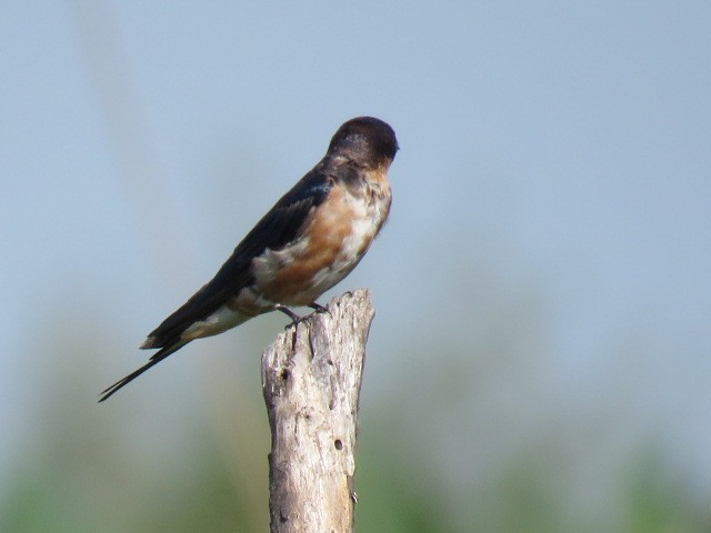 Barn Swallow - ML646910759