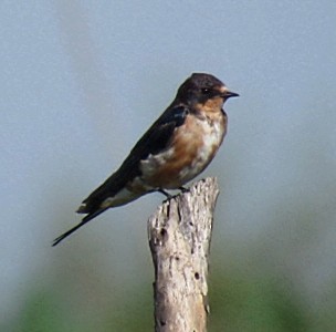 Barn Swallow - ML646910760