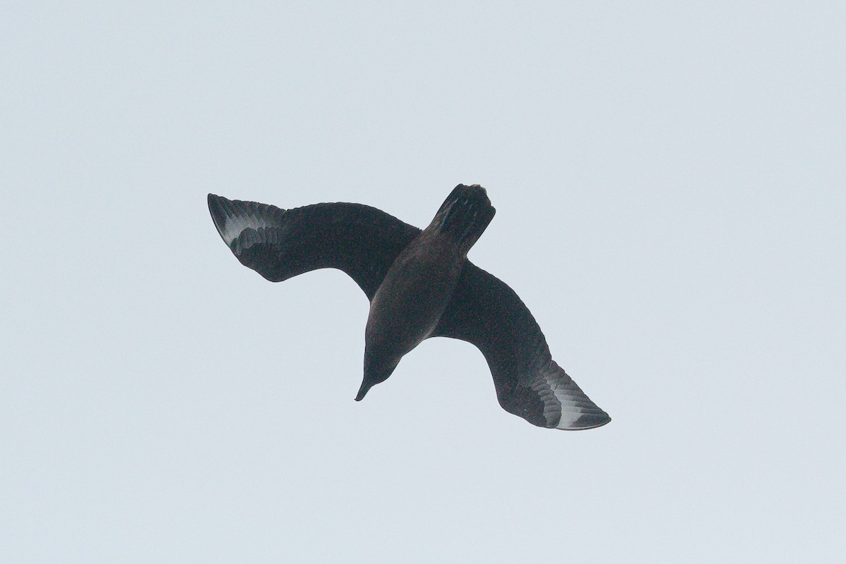 Great Skua - ML646910761