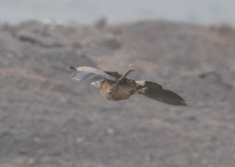 Eurasian Bittern - ML646910762