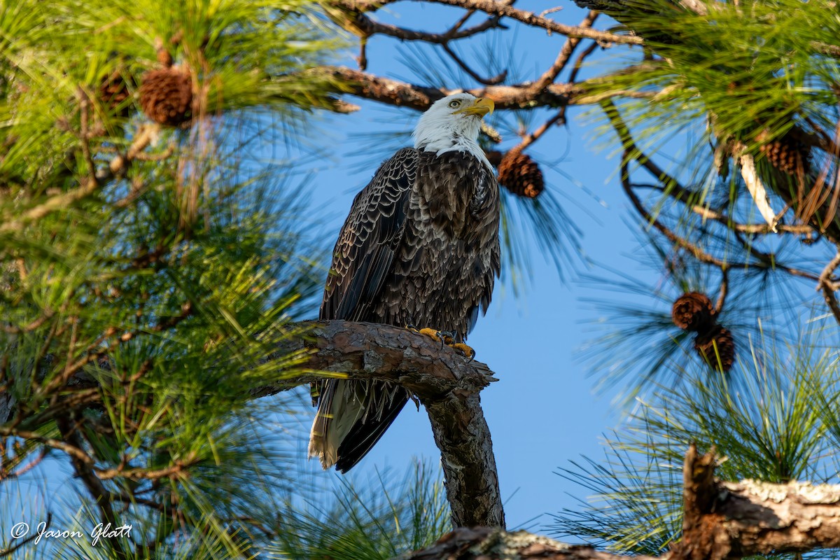 Bald Eagle - ML646910763
