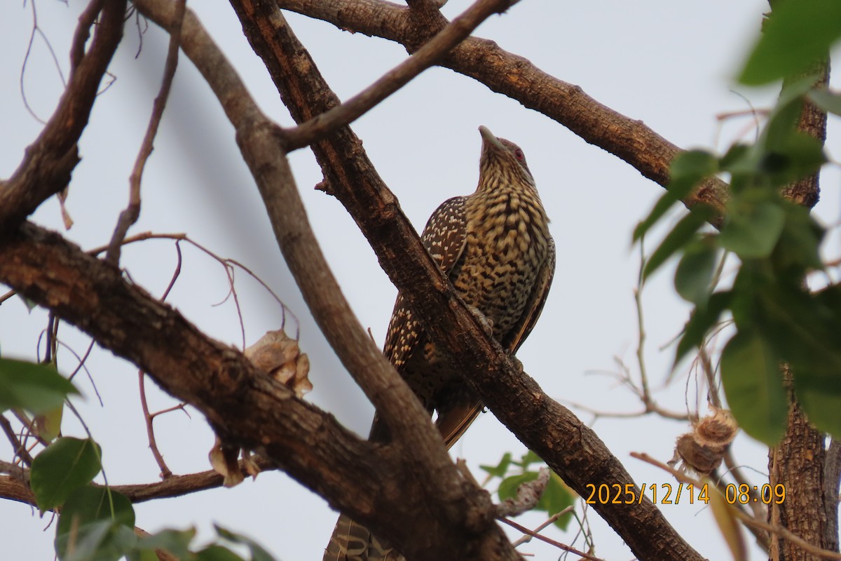 Asian Koel - ML646910764