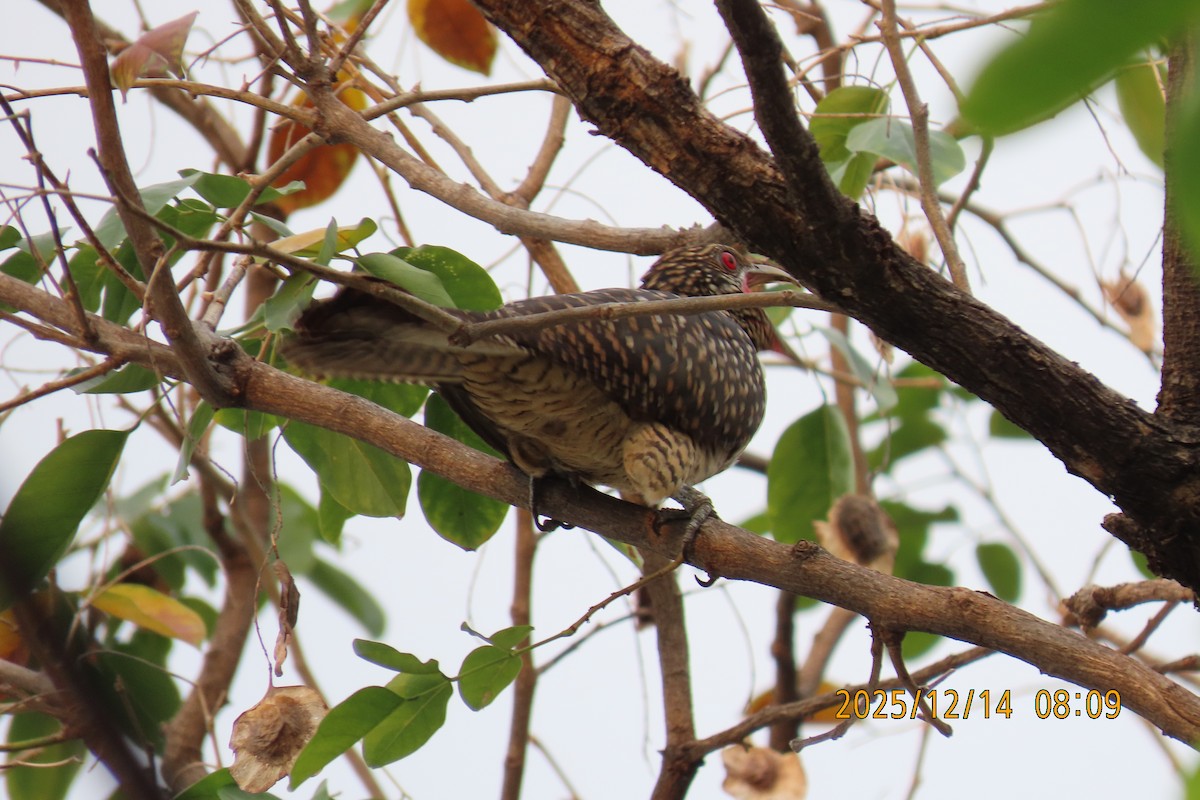 Asian Koel - ML646910765