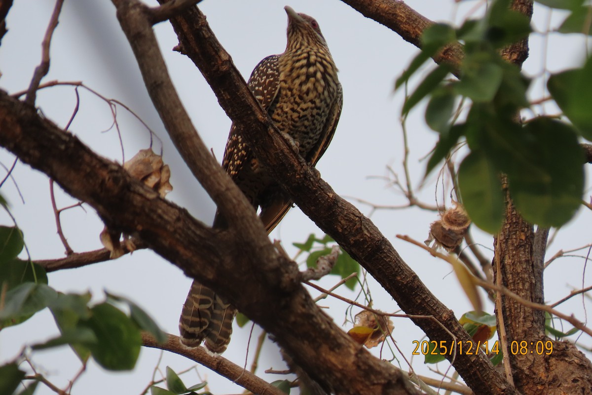 Asian Koel - ML646910766