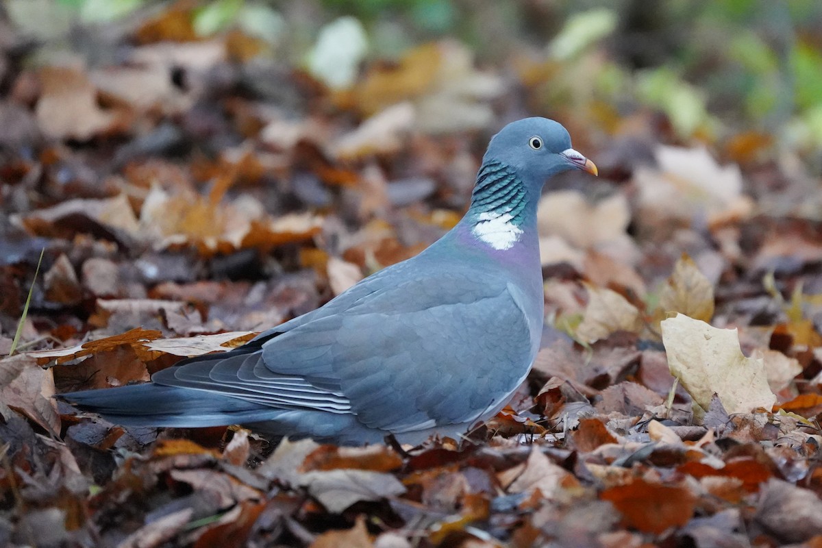 Common Wood-Pigeon - ML646910767