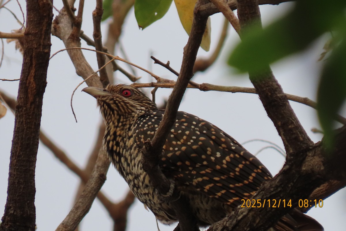 Asian Koel - ML646910768