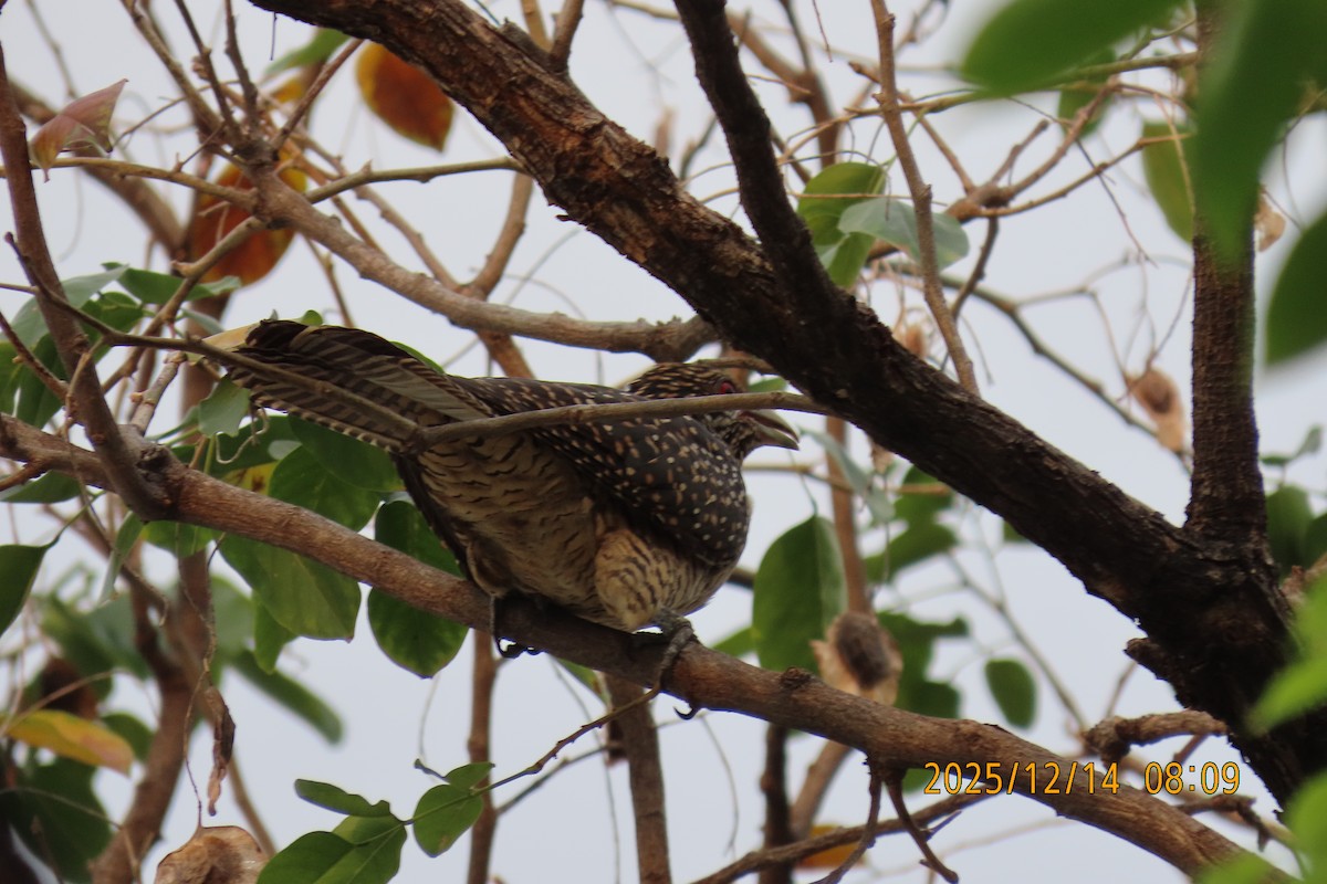 Asian Koel - ML646910769