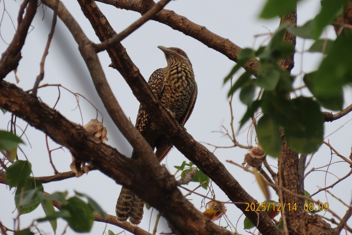Asian Koel - ML646910770