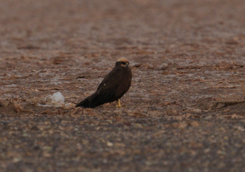Western Marsh Harrier - ML646910771