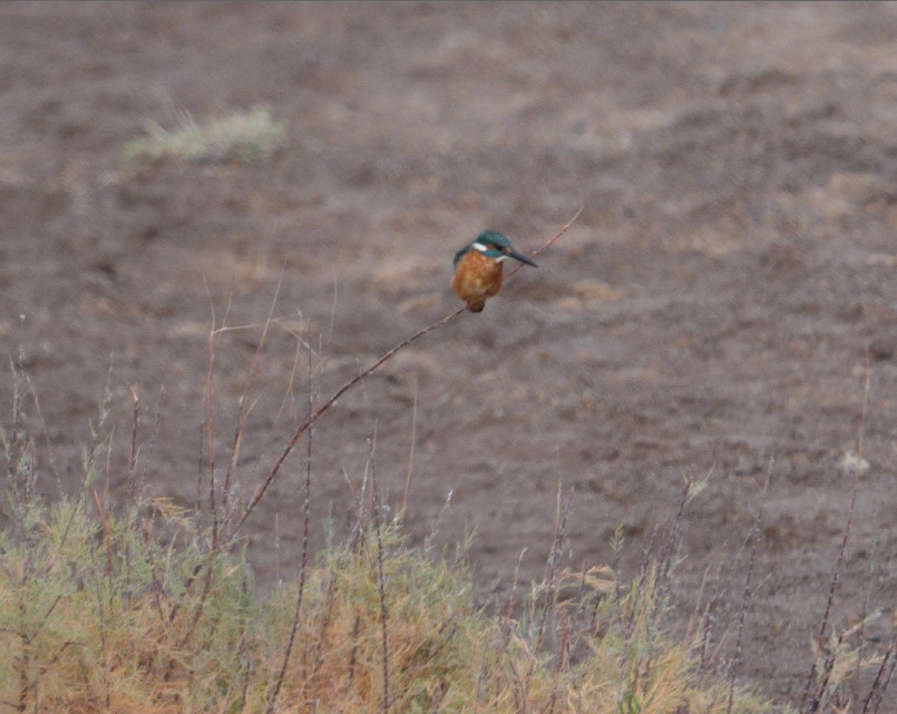 Common Kingfisher - ML646910773