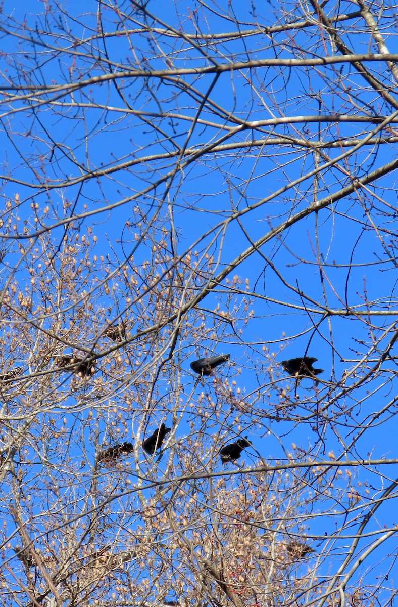 American Crow - ML646910774