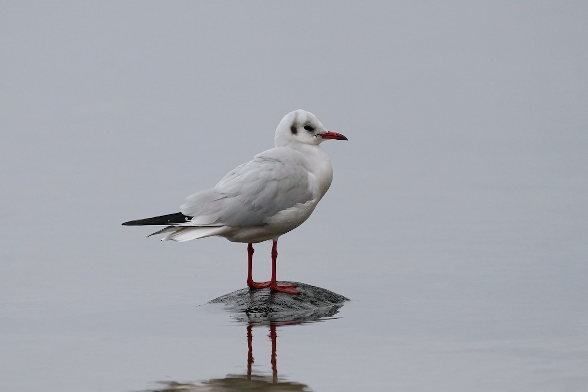 Black-headed Gull - ML646910775