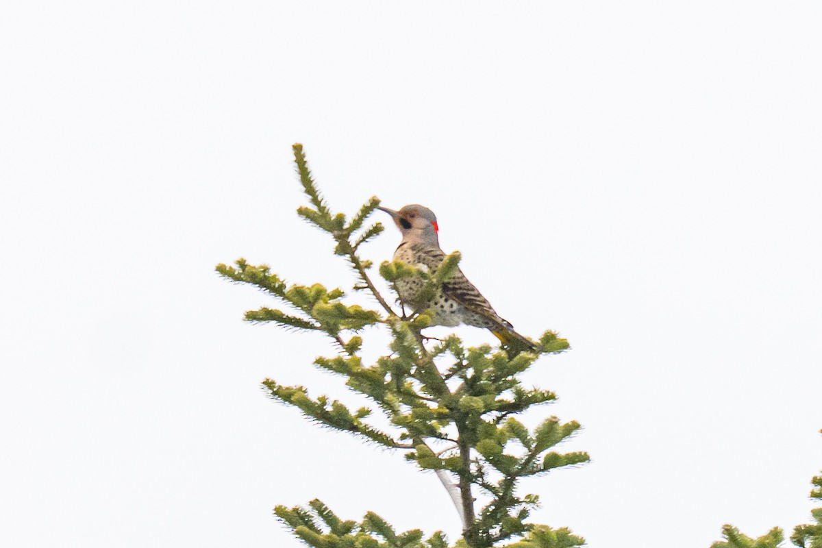Northern Flicker - ML646910776