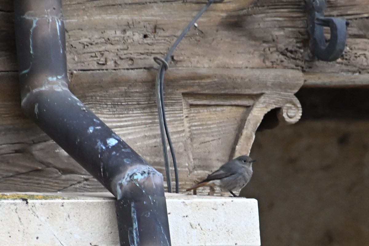 Black Redstart - ML646910777