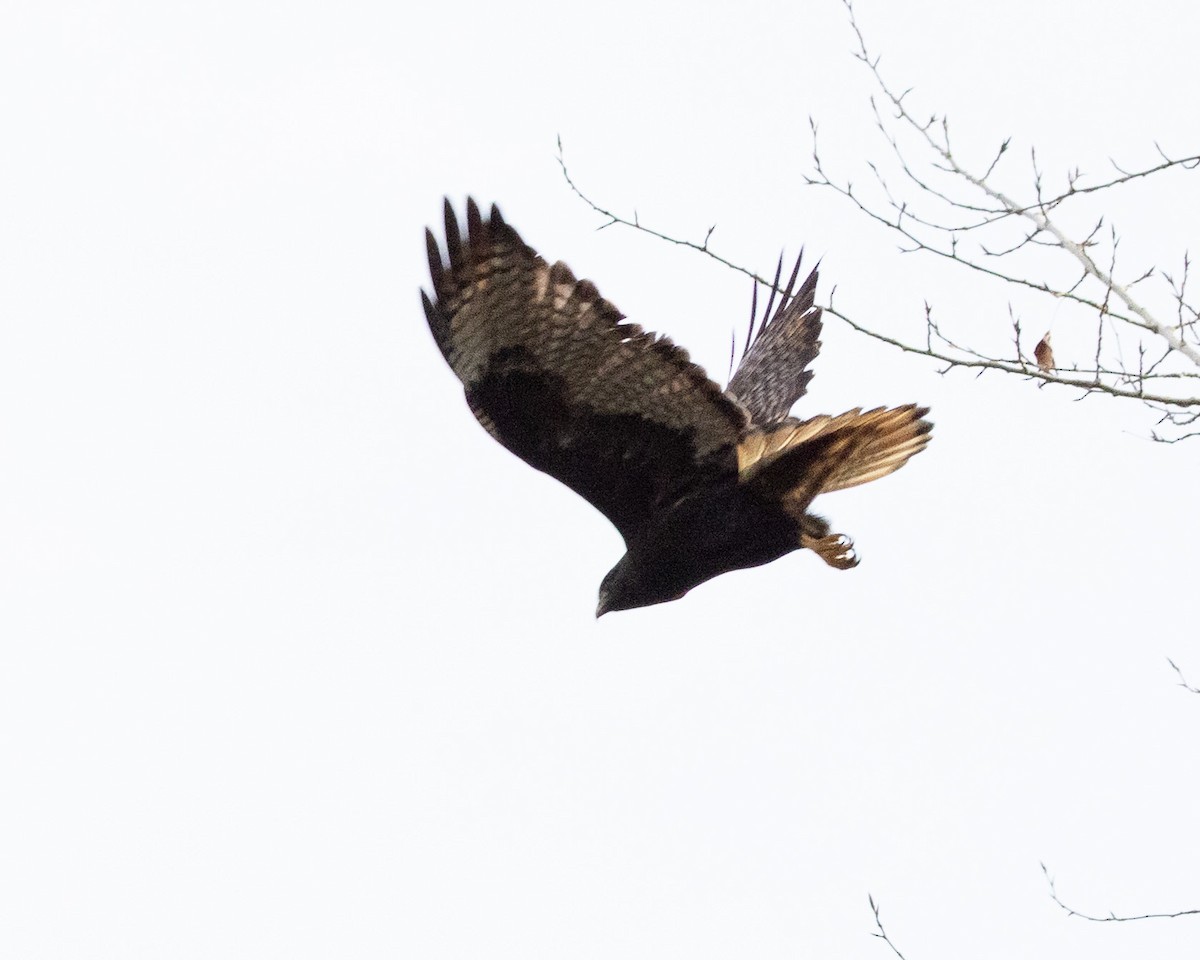 Red-tailed Hawk - ML646910779