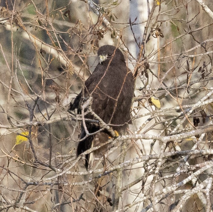 Red-tailed Hawk - ML646910780