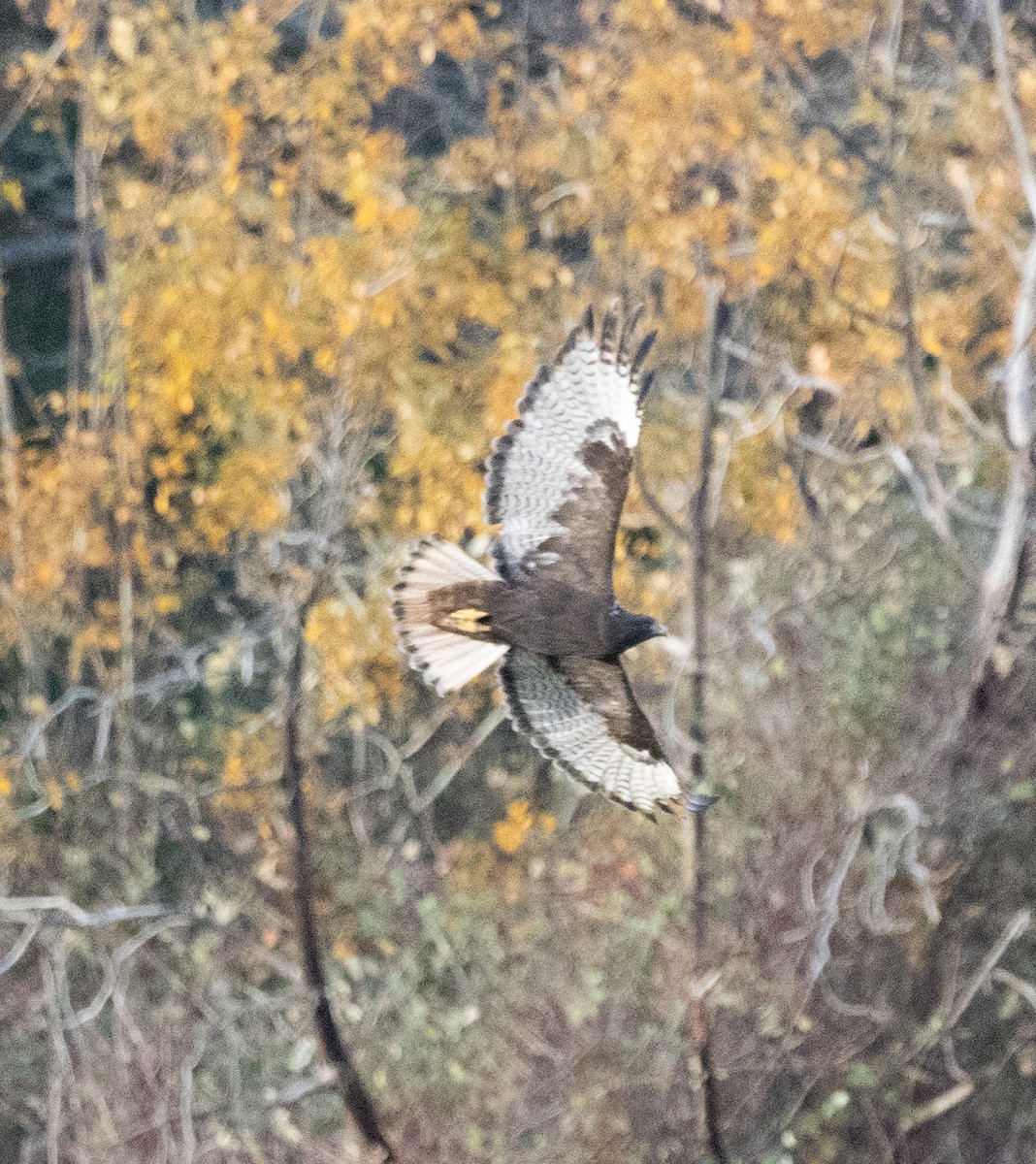 Red-tailed Hawk - ML646910781