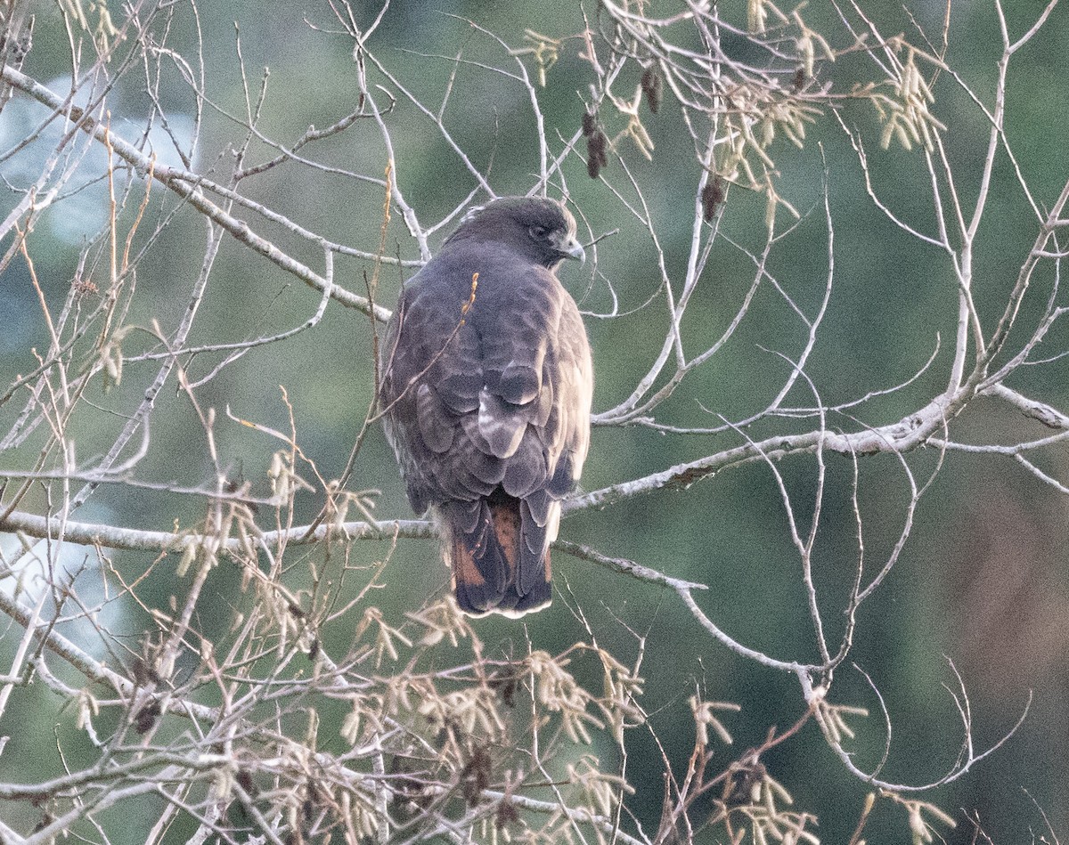 Red-tailed Hawk - ML646910782