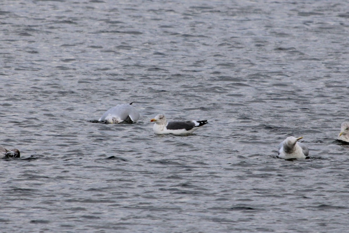 Lesser Black-backed Gull - ML646910783