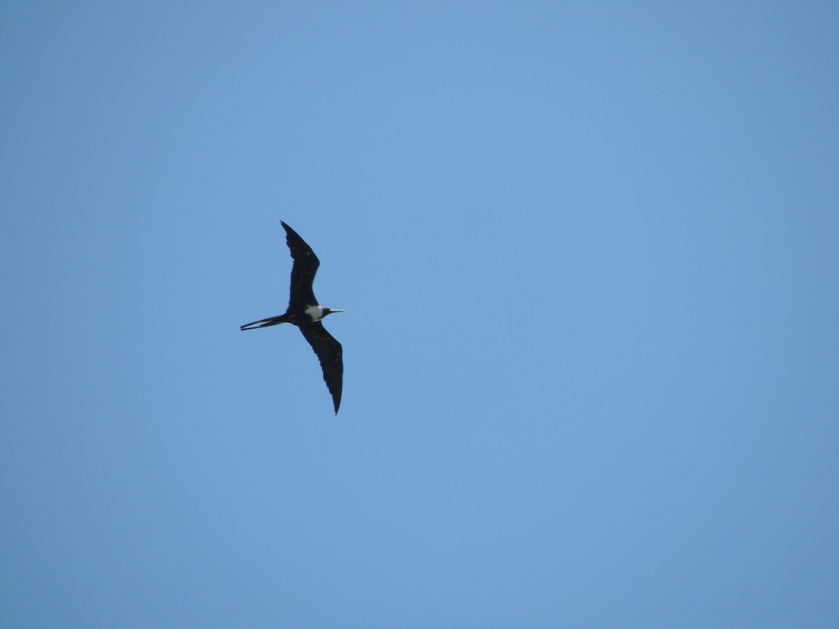 Magnificent Frigatebird - ML646910796