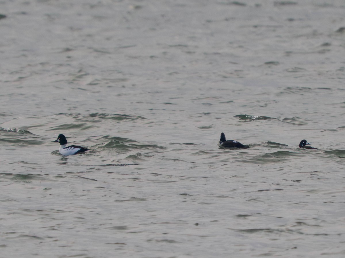 Common Goldeneye - ML646910798