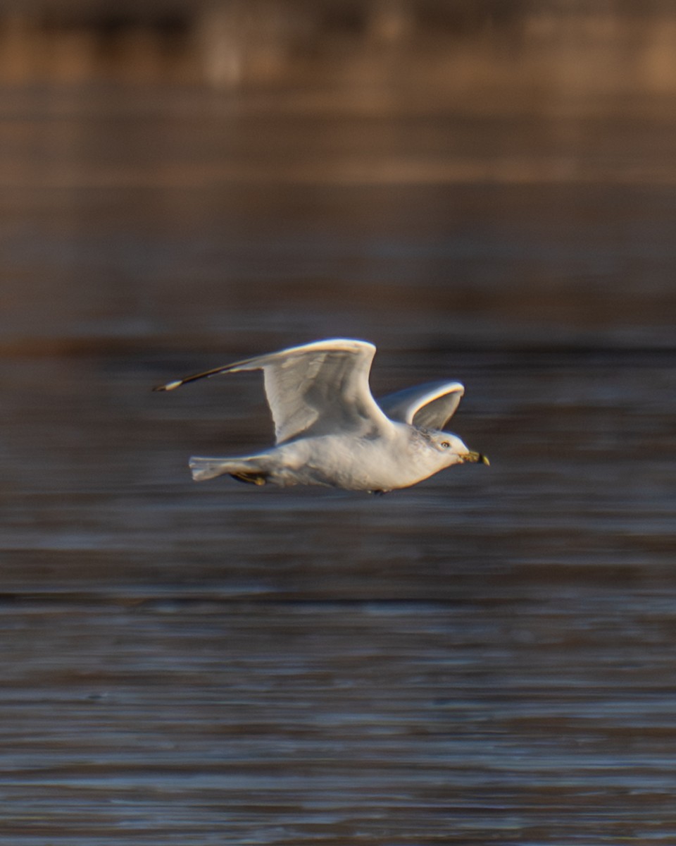 Ring-billed Gull - ML646910810