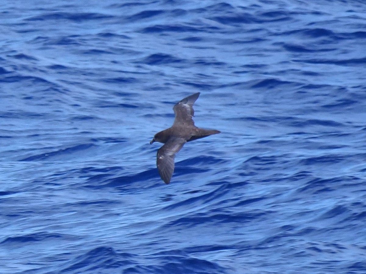 Тайфунник довгокрилий - ML646910816