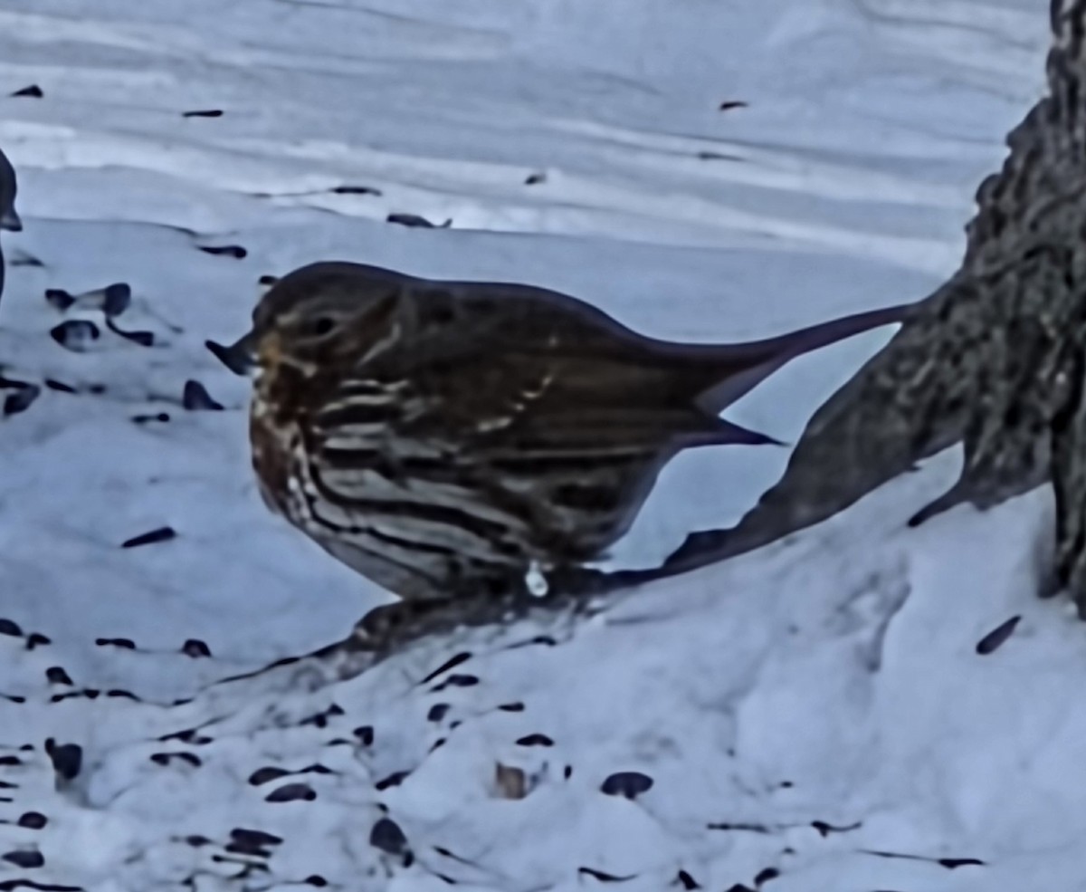 Passerella variabile - ML646910824