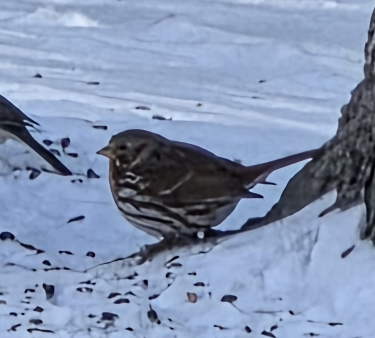 Passerella variabile - ML646910834