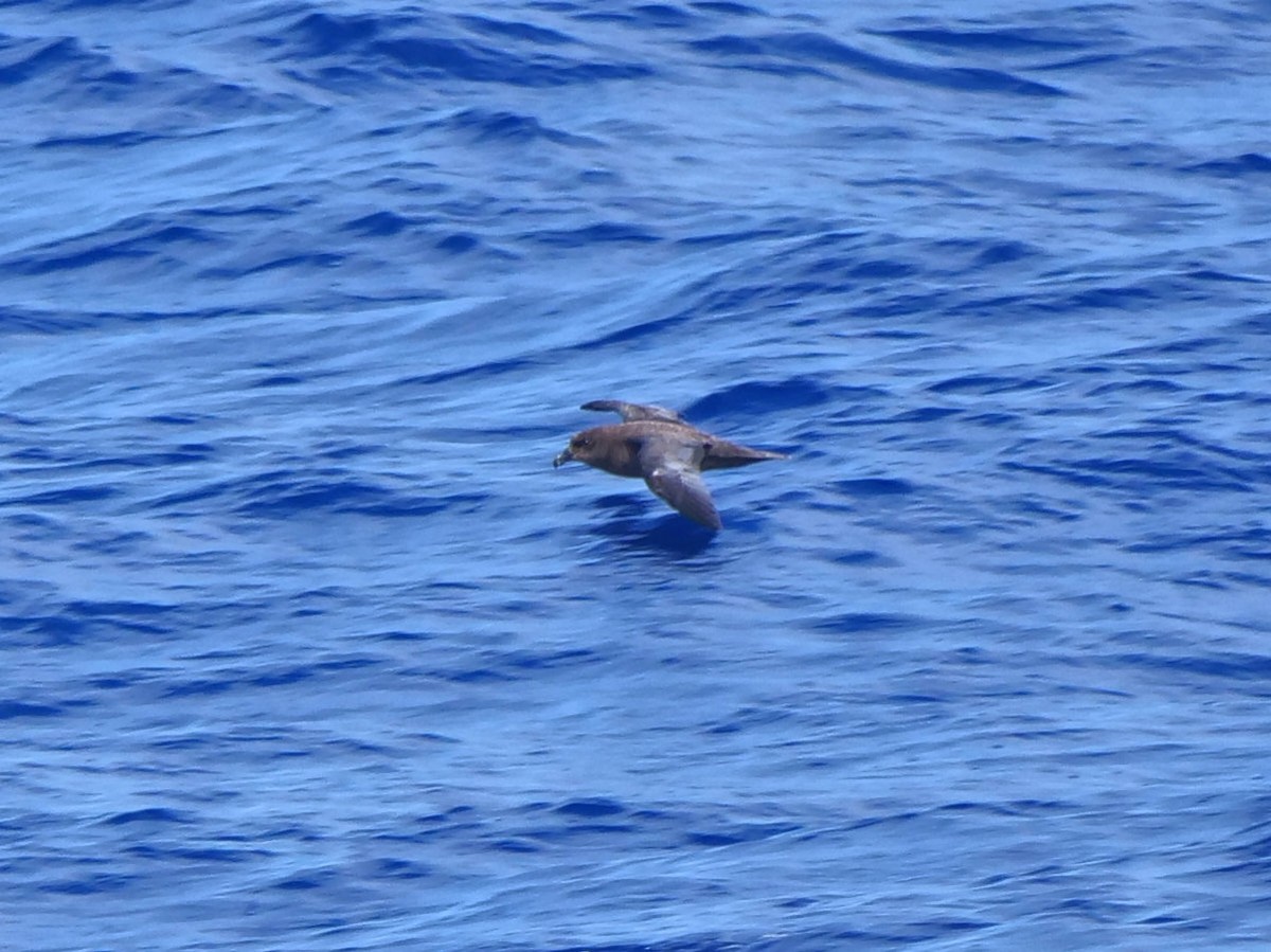 Тайфунник довгокрилий - ML646910837