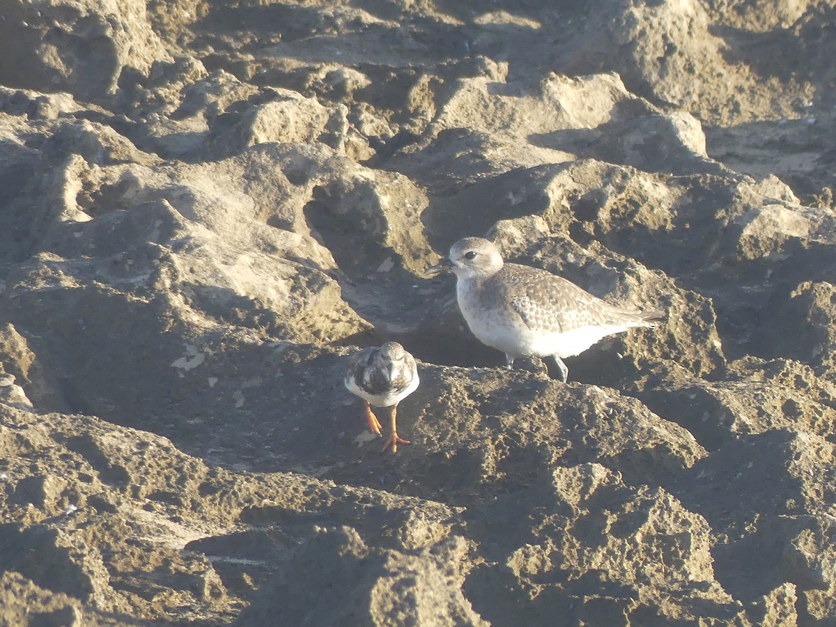 Ruddy Turnstone - ML646910839