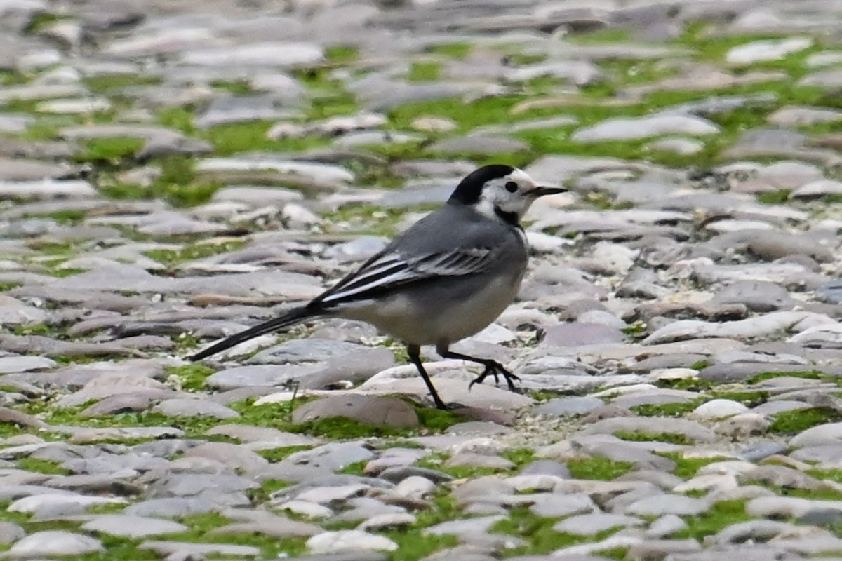 Белая трясогузка - ML646910849