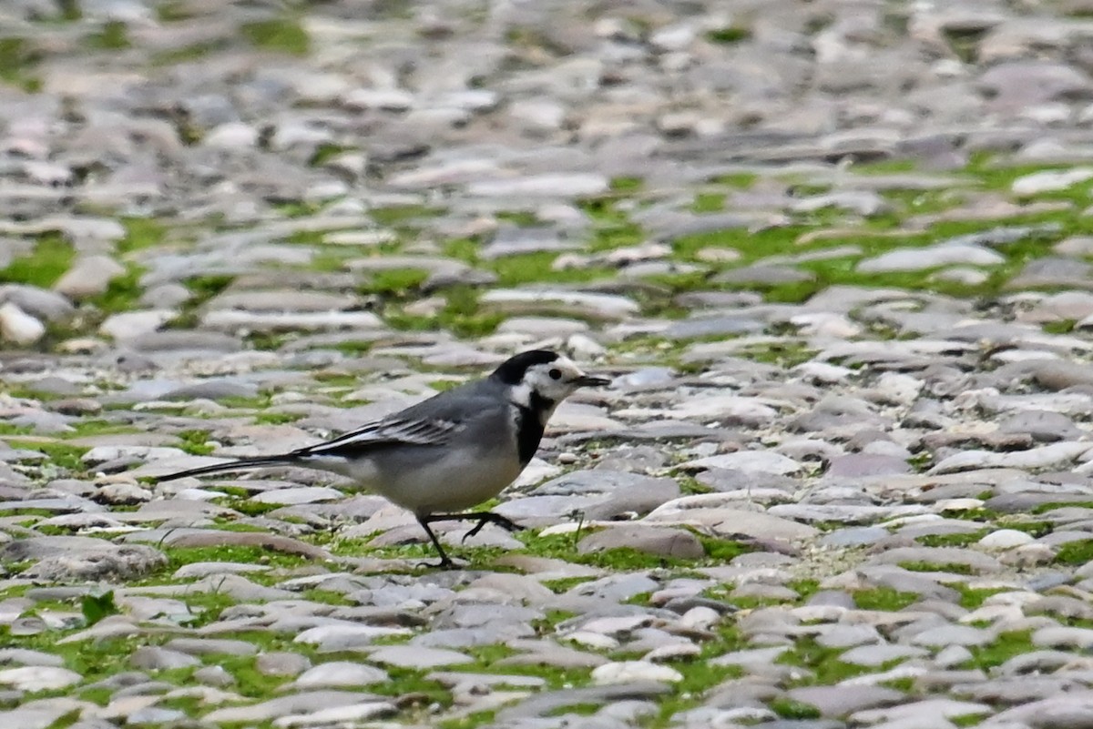 Белая трясогузка - ML646910850