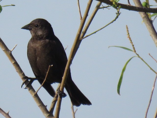 Icteridae sp. - ML646910853