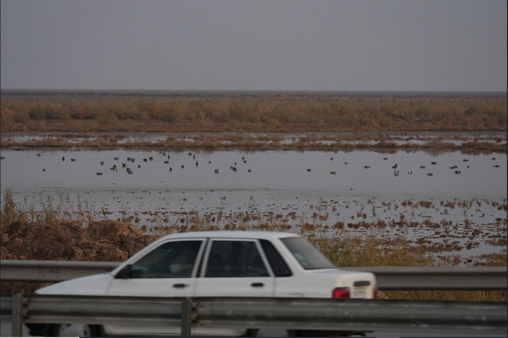 Northern Shoveler - ML646910855
