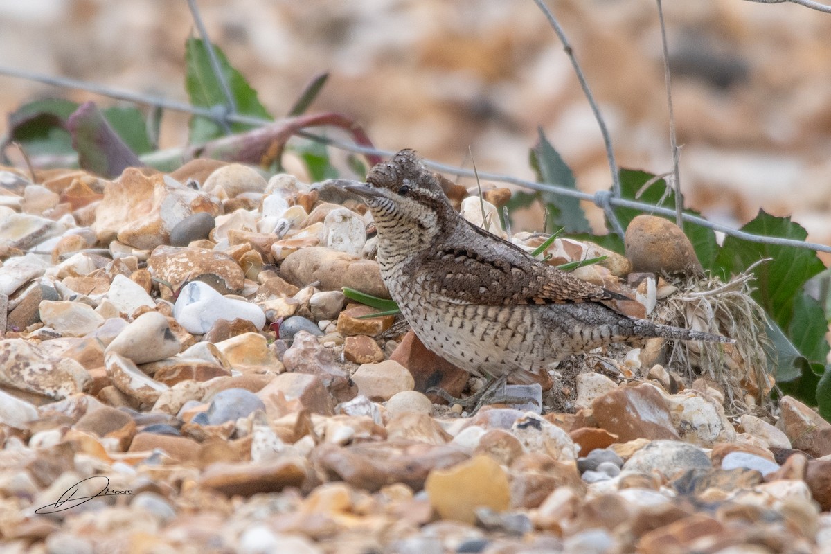 Boyunçeviren - ML646910859