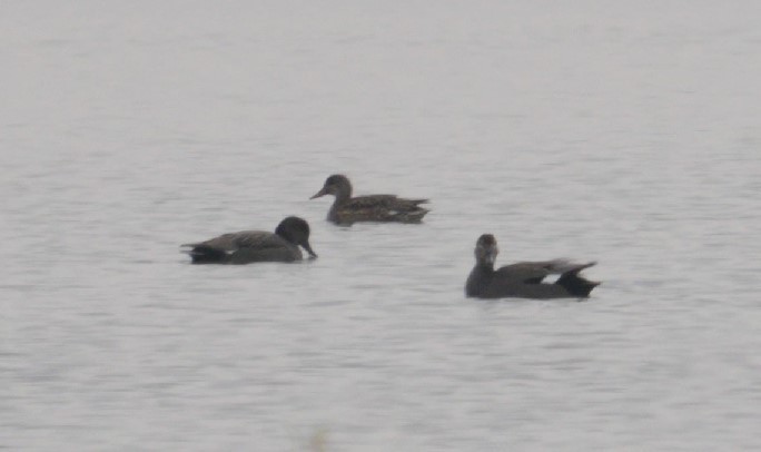 Gadwall - ML646910860