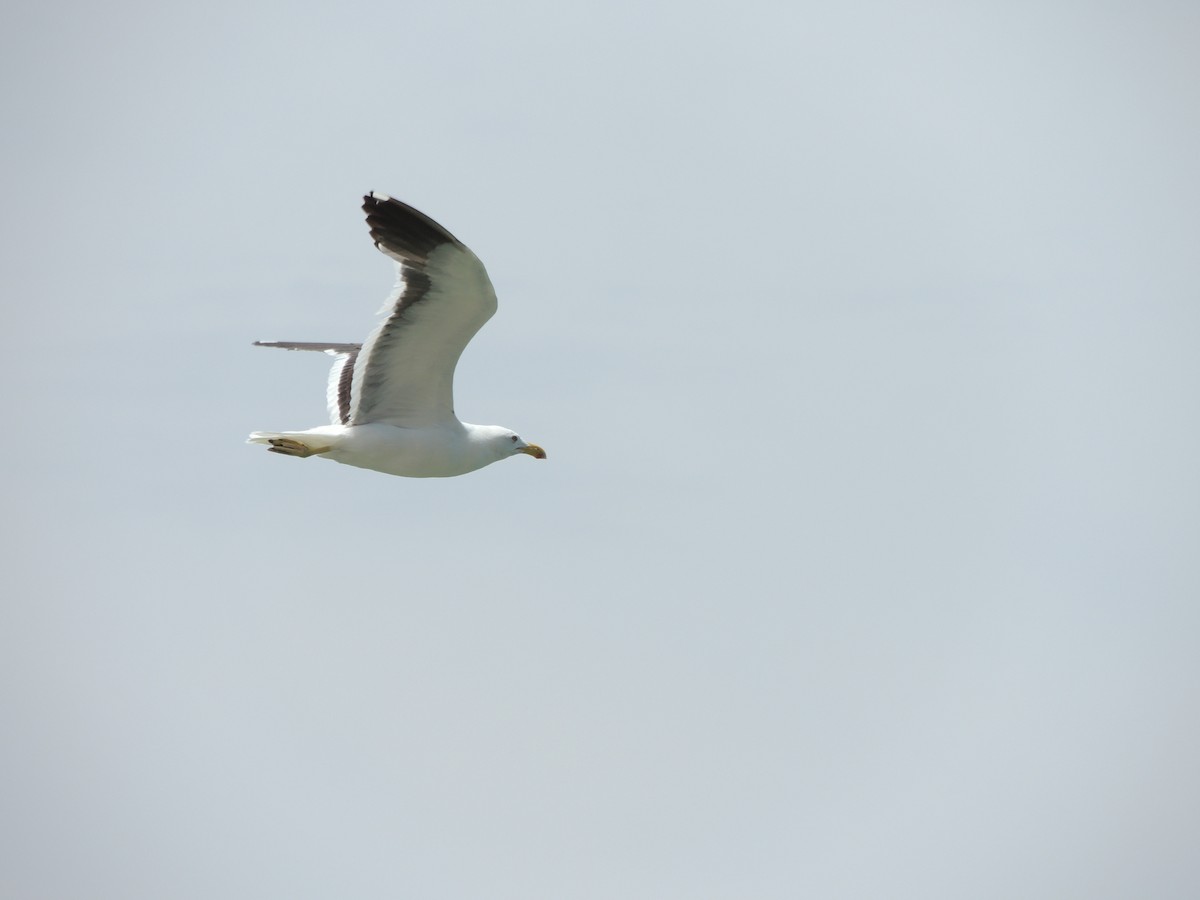 Kelp Gull - ML646910861