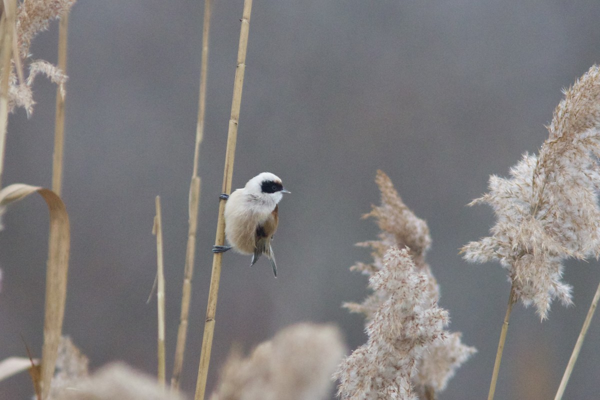 pungmeis - ML646910864