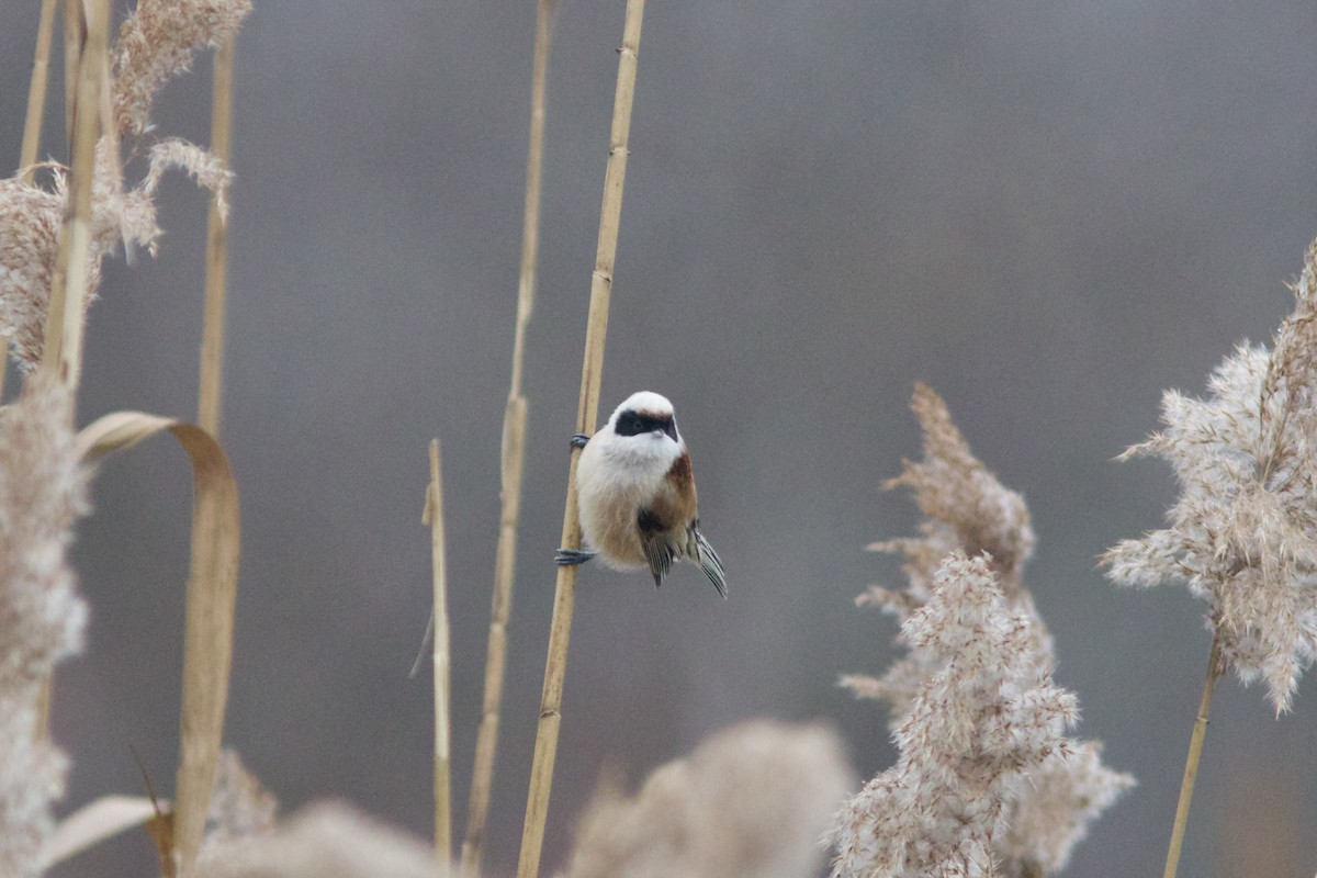 pungmeis - ML646910865