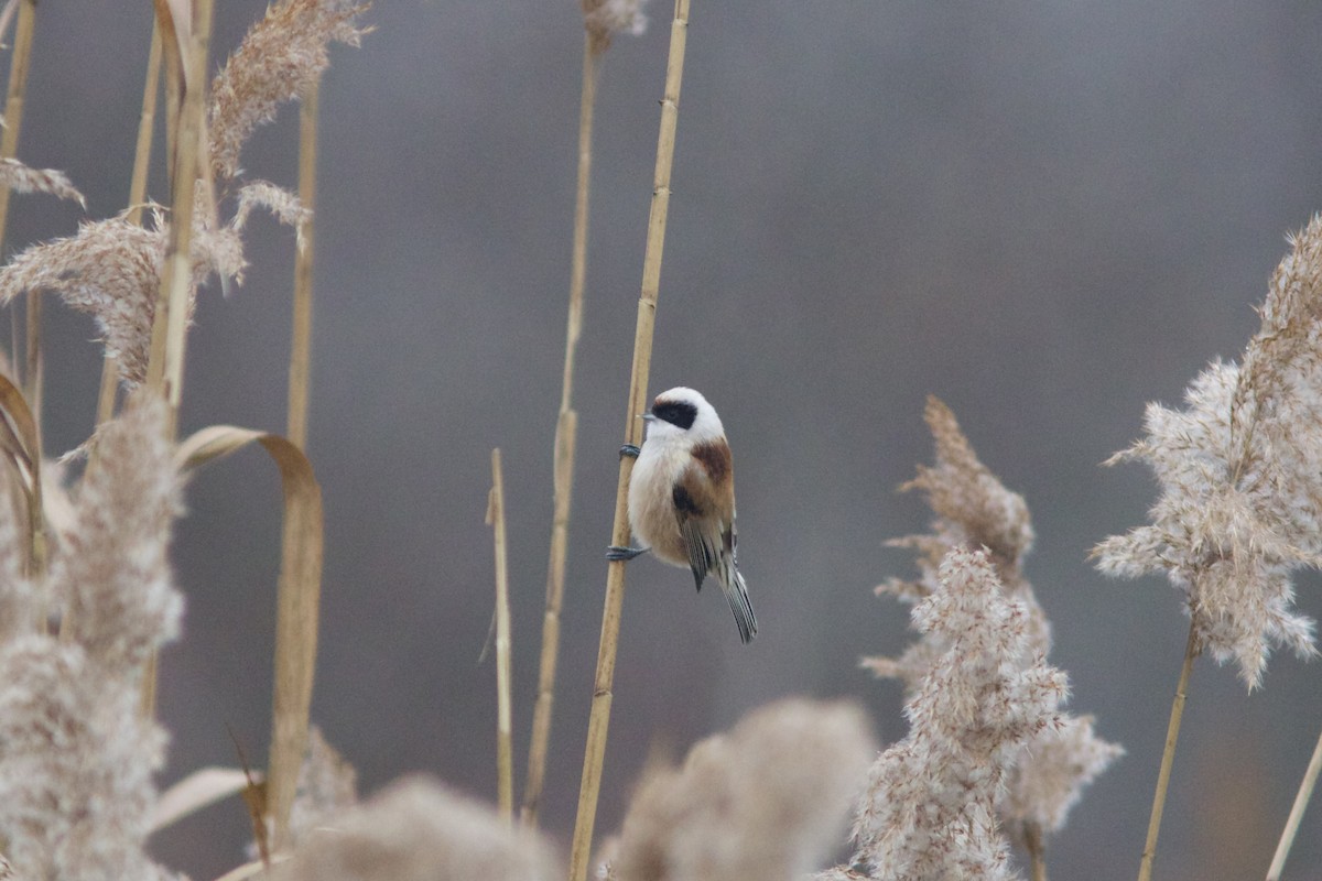 pungmeis - ML646910866