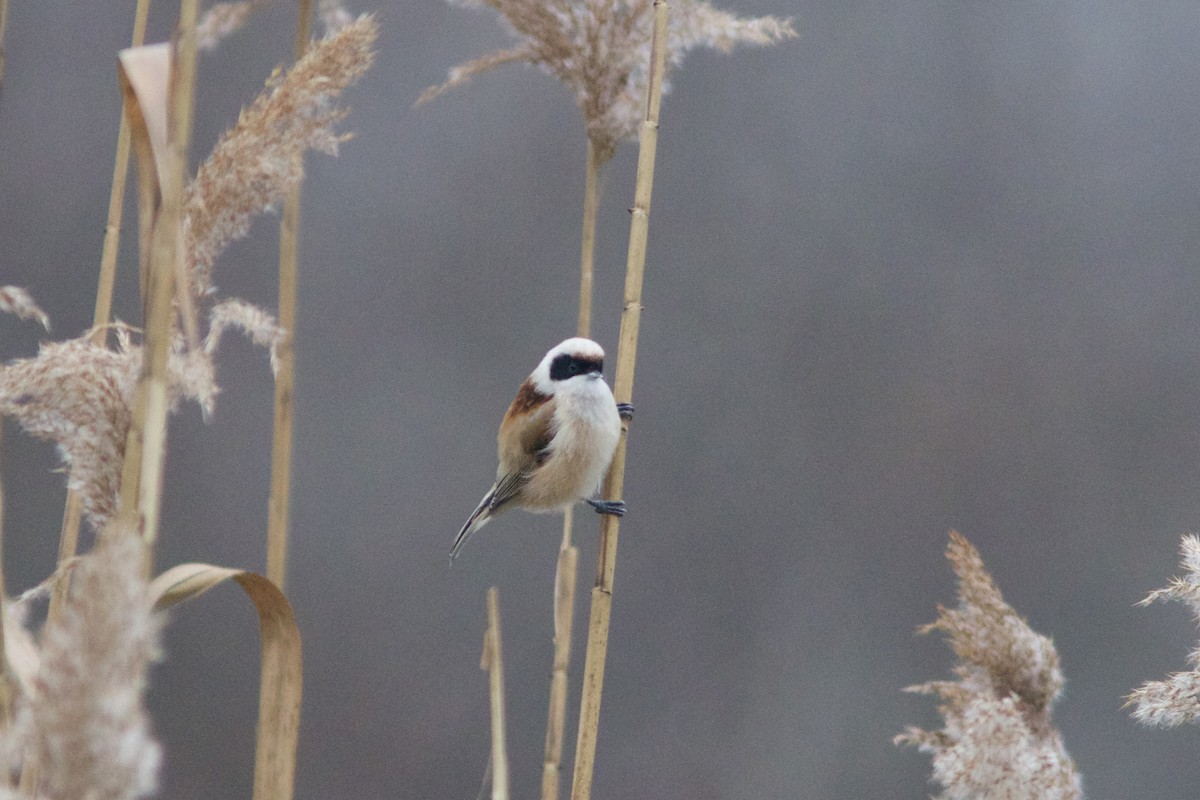 pungmeis - ML646910867