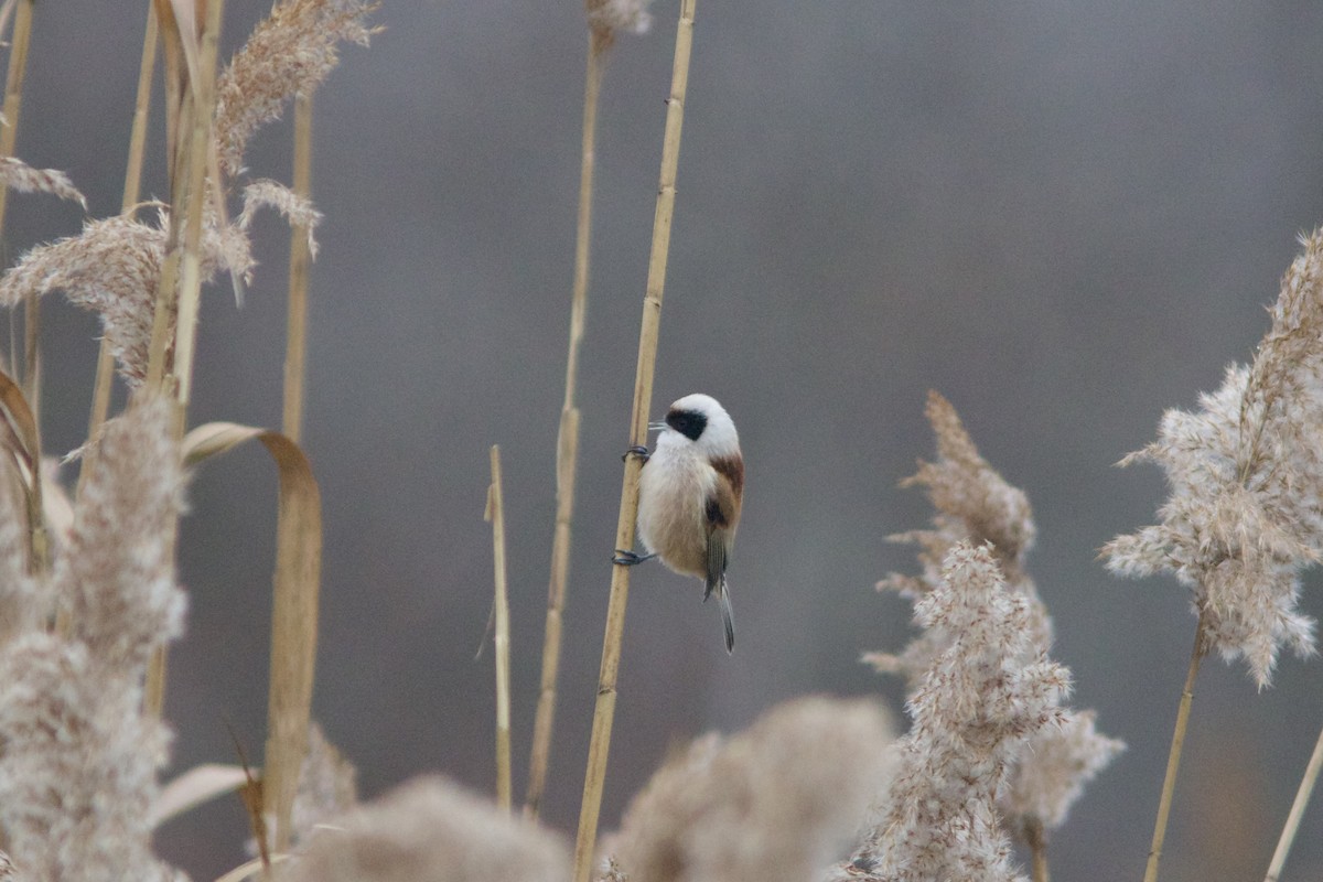 pungmeis - ML646910868